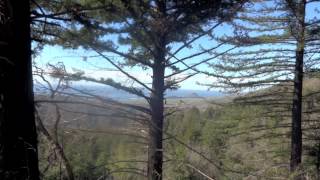 Week 15 Part 1   How to behead: cook a pigeon, identify a chantarelle, and Find & Lose Things in The Woods