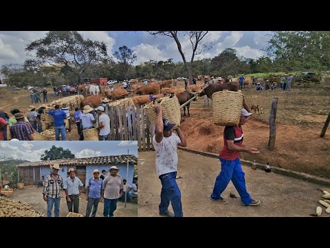 MUTIRÃO do milho,na fazenda de Seu ZEZINHO em  SERRA DOS GOMES (Itapecerica MG)