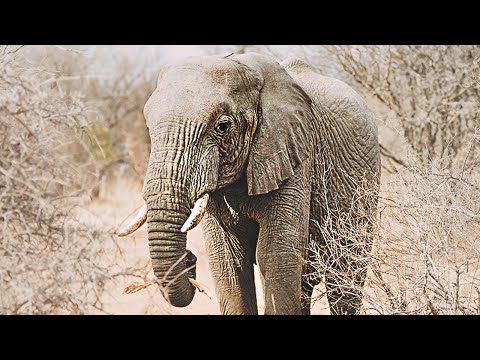 10 SAFARI FOTOGRAFIE TIPPS - so gelingen dir tolle Aufnahmen