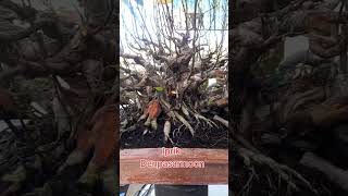 Download lagu LIAT IPRIK DENPASARMOON #zukazukabalibonsai #inspirasibonsai#viral #viralshorts #video #viralvideos mp3 Download lagu LIAT IPRIK DENPASARMOON #zukazukabalibonsai #inspirasibonsai#viral #viralshorts #video #viralvideos mp3