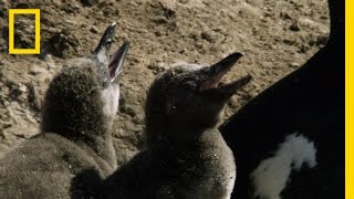 Desert Penguins | Untamed Americas