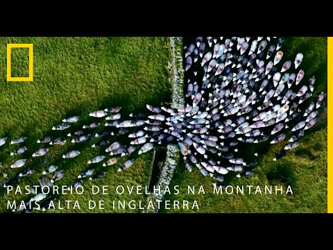 , title : 'Pastoreio de ovelhas na montanha mais alta de Inglaterra | National Geographic Portugal'