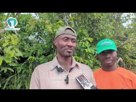 Juaben Mining Ban: National Security Suspends Activities for One Month | Ghana News