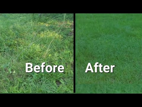 Do goats eat weeds? Can goats make your lawn better?