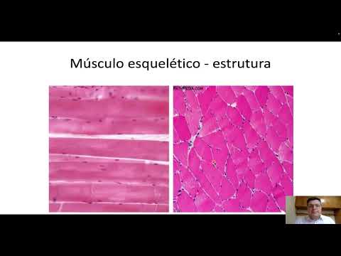 Histology of muscle tissue