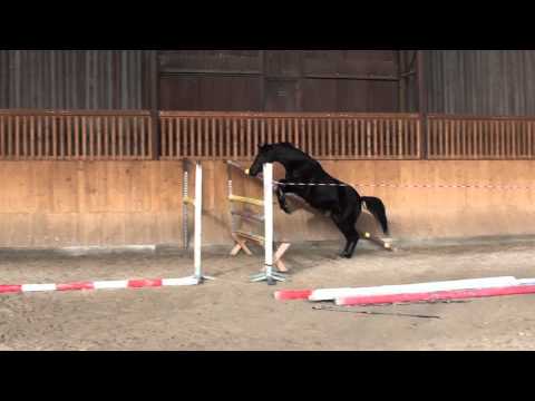 Cormint´s Lady (Cormint x Chambertin) - volnost