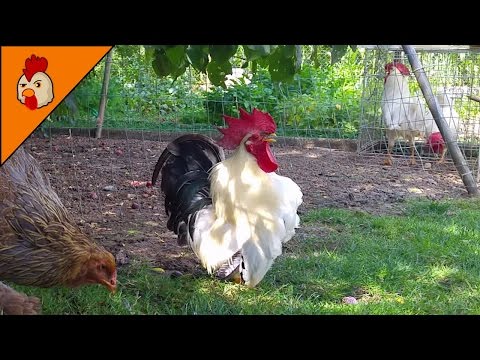 Top 10 Best Rooster Crowing Sound Effects Compilation Plus - Funny Chicken Noises - Rooster Noises