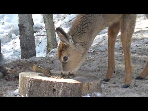 아기 사슴이 뭐 먹는지 궁금한 다람쥐