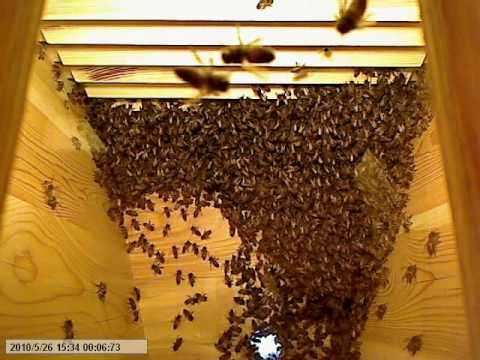 Life inside the beehive part 2 / Livet i bikupan del 2