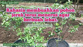 Download lagu Rahasia membuahkan pohon jeruk terus menerus dan berbuah lebat. mp3