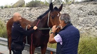 🐴Interceptan y ponen a salvo un caballo sin jinete en Tafira Baja, en Las Palmas de Gran Canaria