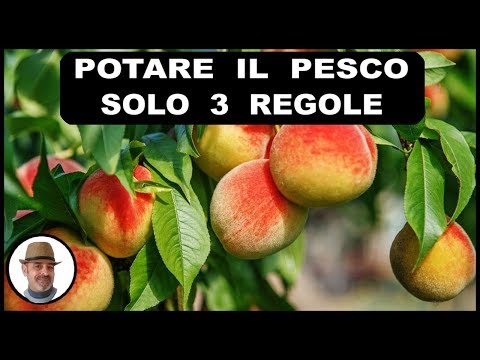 PRUNING THE PEACH TREE, 3 simple rules