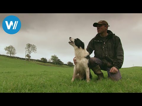 Weltmeister auf vier Pfoten (360° - GEO Reportage)