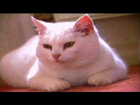 '''My Girlfriend Pussy Cat''  By Richie Kavanagh.