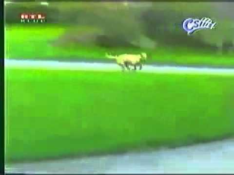 eeeeeelena’s Video 23291812402 B0xTvgoLy7U