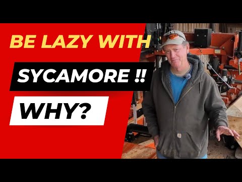 Pass the SPALT Please!  Sawmilling Incredible Sycamore Lumber