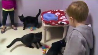 Petfinder Adoption 101 : Cats