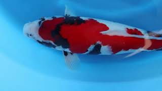 video van Showa 2411020