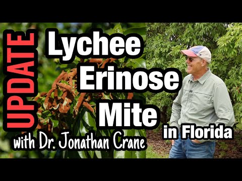 Lychee Erinose Mite (Lychee Leaf Curl Mite) with Dr. Jonathan Crane (2022 Update)