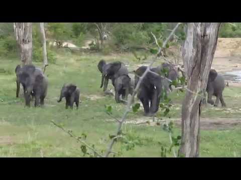 Elephants  at Gowrie Dam, Vuyatela