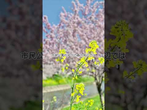 【定番スポット⑤】「各務原の散歩・探検」｜中部学院大学・中部学院大学短期大学部