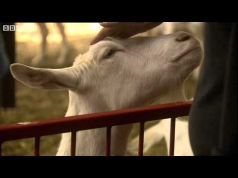 The Goats with Spider Genes and Silk in their Milk - Horizon: Playing God - BBC Two