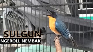 Download lagu Suara Tledekan Gunung GACOR buat masteran SRDC Murai Batu KACER Jongkangan DECU & Sikatan Bahan mp3 Download lagu Suara Tledekan Gunung GACOR buat masteran SRDC Murai Batu KACER Jongkangan DECU & Sikatan Bahan mp3