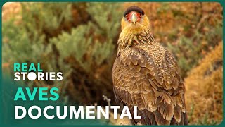 Thumbnail del capítulo