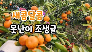 새콤달콤한 제주 못난이 조생귤 010-4213-8188