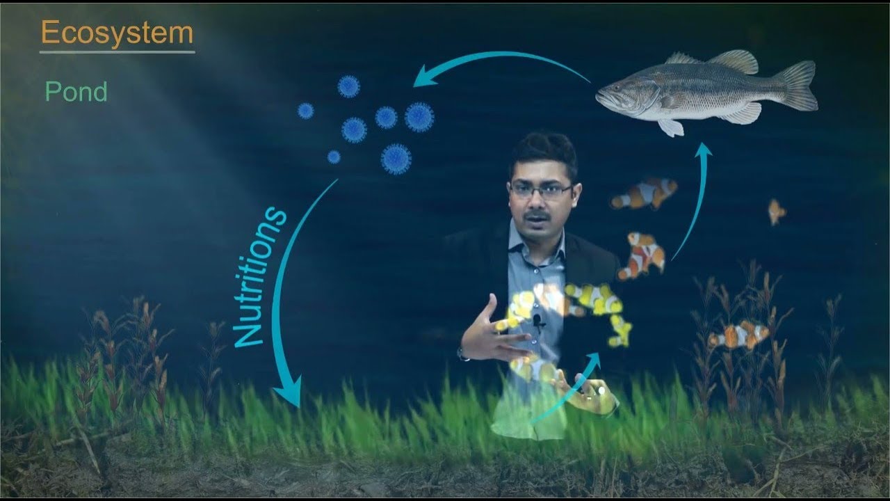 Our Environment : Class 10 Science (Biology) | Toppr Study