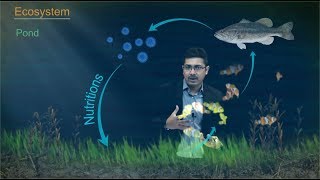 Our Environment : Class 10 Science (Biology) | Toppr Study