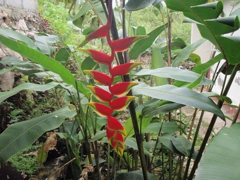 Rostrate Heliconia、Heliconia rostrata、ロブスタークロー