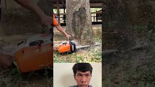 how to cut or fell a tree safely