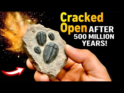 Discovering Rare Trilobites That Once Ruled The Earth!