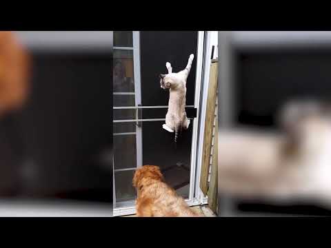 1000 IQ Pets Being Ninja Escape Artists for 5 Minutes