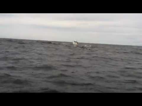 Il salto acrobatico della balena