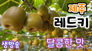 제주 레드키 달콤한맛!  실시간 생방송 소담농원