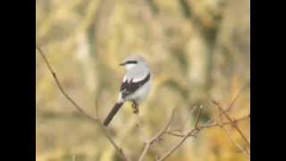preview picture of video 'Great Grey Shrike — Stanhope, County Durham'