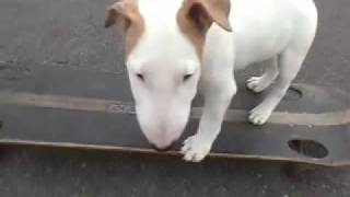 ALL I WANTED WAS A SKATEBOARD