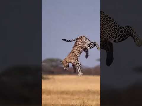 Léopard attaque un bébé rhinocéros — 3 secondes plus tard il regrette toute sa vie