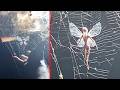 REAL Fairies Caught On Camera We Can No Longer Ignore
