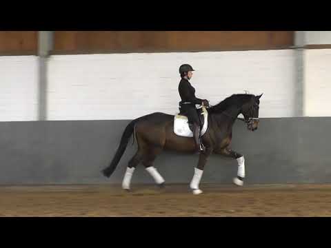 "SHIMANO"-Weidenhof-Verkaufspferd: 4j. Hannoveraner v. Spörcken