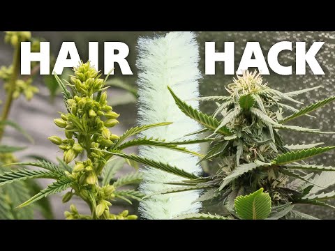 How to Identify Male and Female Cannabis Plants