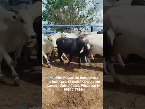 50 Bois Gordos na balança a 12 reais/ Kg bruto em Campos Sales/ Ceará.Whatsapp 84 99810 2784. #gado