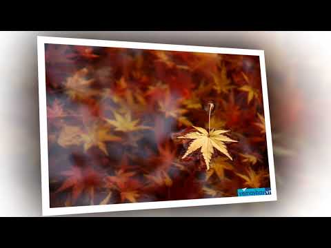 Tình thầm - Nam Vĩnh