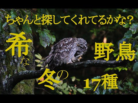 鳥の保護: 冬の餌付けのヒント 自然と動物