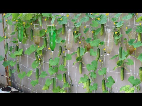 How to grow cucumbers to produce a lot of fruit in soil Bags at home