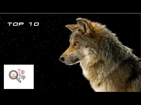 Top 10 zanimljivosti i cinjenica o vukovima