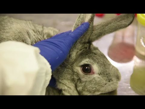 Russia trials COVID-19 vaccine for pets