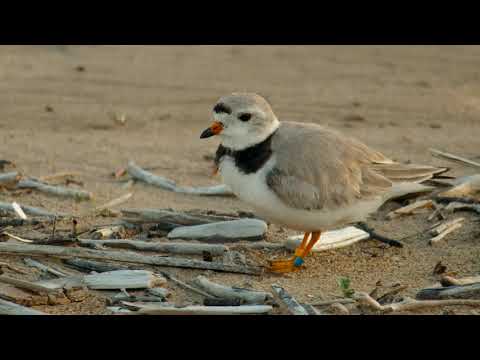 Monty and Rose II teaser